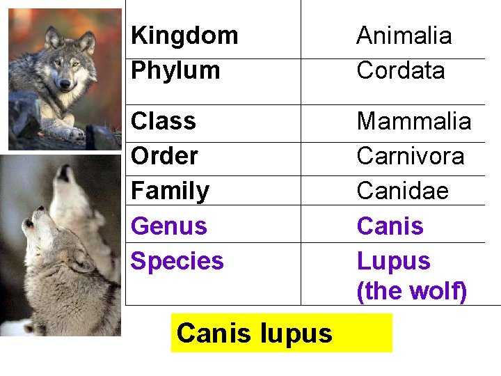 Kingdom Phylum Animalia Cordata Class Order Family Genus Species Mammalia Carnivora Canidae Canis Lupus Kingdom Phylum Animalia Cordata Class Order Family Genus Species Mammalia Carnivora Canidae Canis Lupus