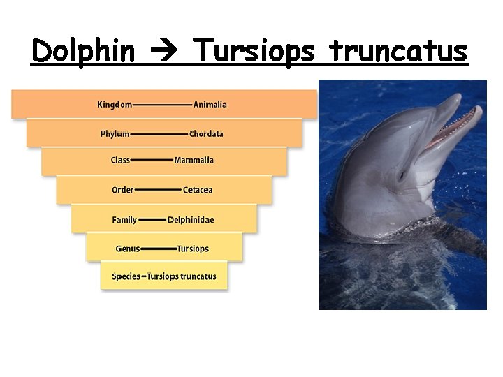 Dolphin Tursiops truncatus Dolphin Tursiops truncatus