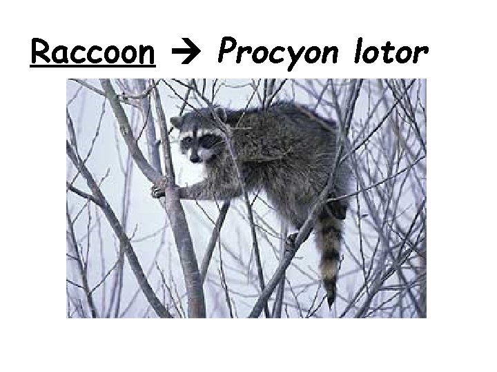 Raccoon Procyon lotor Raccoon Procyon lotor