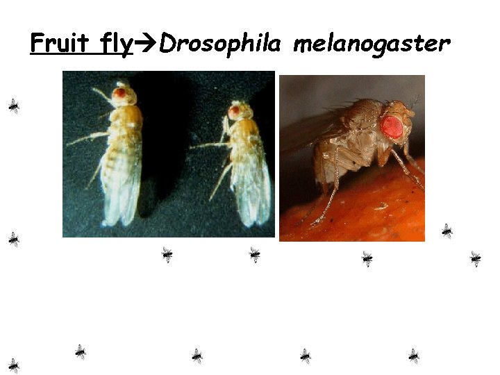Fruit fly Drosophila melanogaster Fruit fly Drosophila melanogaster