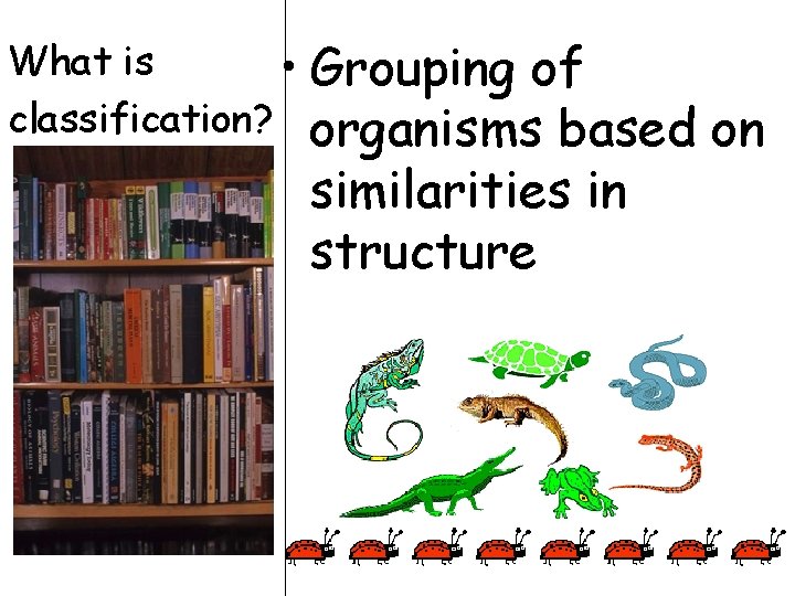 What is • Grouping of classification? organisms based similarities in structure on What is • Grouping of classification? organisms based similarities in structure on