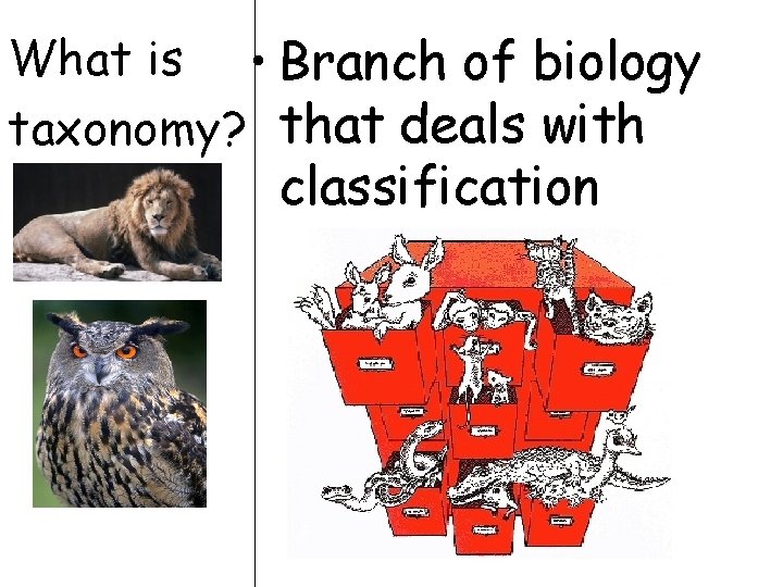 What is • Branch of biology taxonomy? that deals with classification What is • Branch of biology taxonomy? that deals with classification