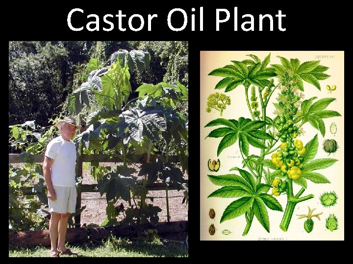 Castor Oil Plant 