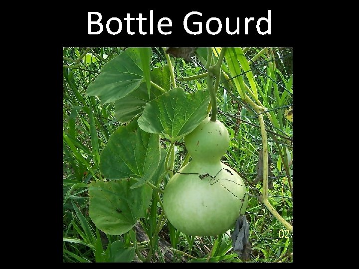 Bottle Gourd 