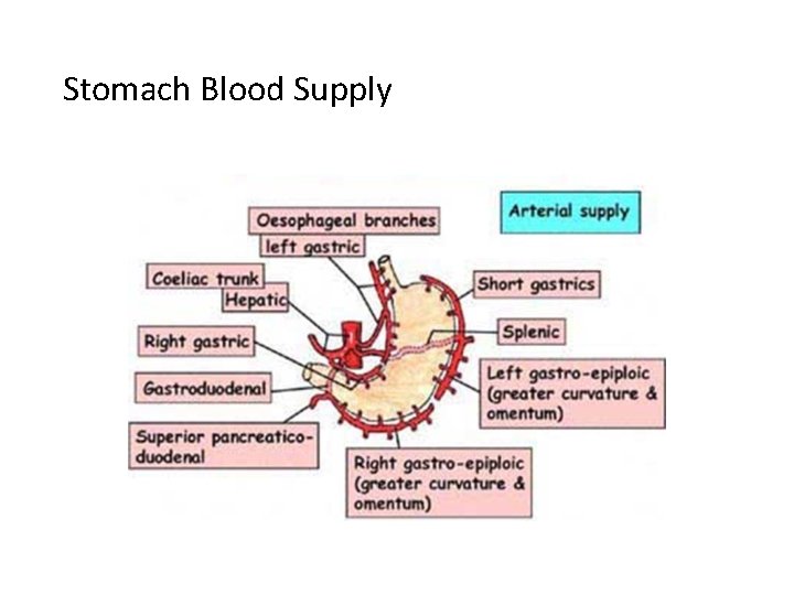 Stomach Blood Supply 