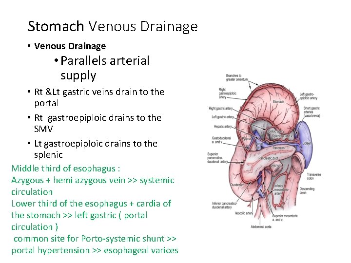 Stomach Venous Drainage • Venous Drainage • Parallels arterial supply • Rt &Lt gastric