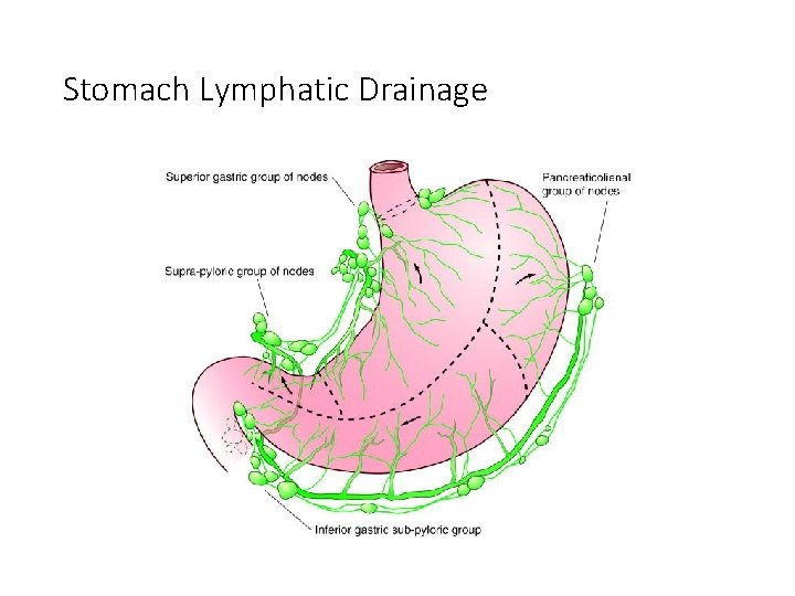 Stomach Lymphatic Drainage 