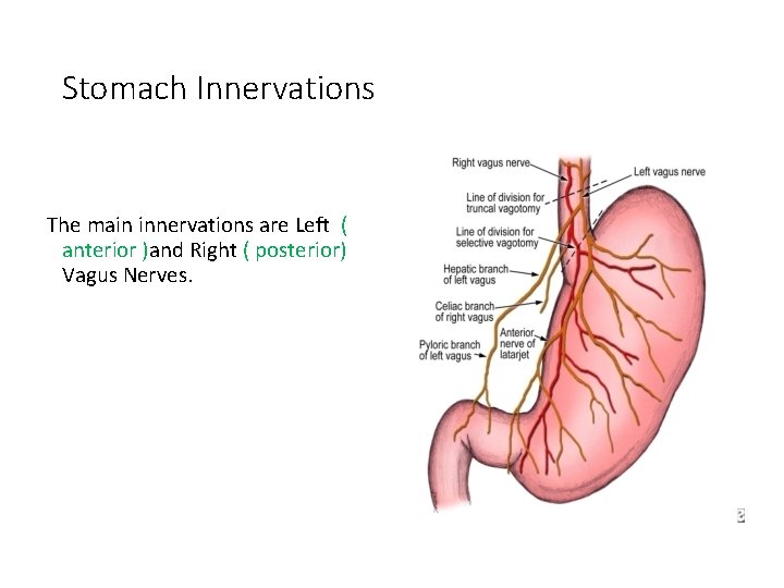 Stomach Innervations The main innervations are Left ( anterior )and Right ( posterior) Vagus