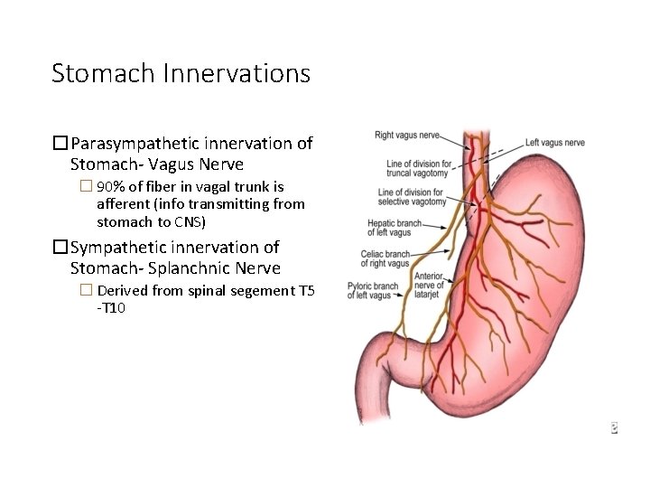 Stomach Innervations �Parasympathetic innervation of Stomach- Vagus Nerve � 90% of fiber in vagal