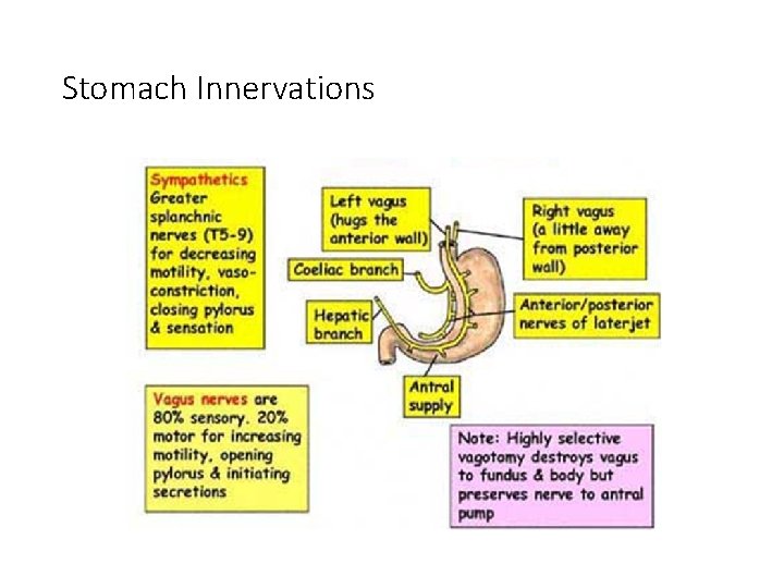 Stomach Innervations 