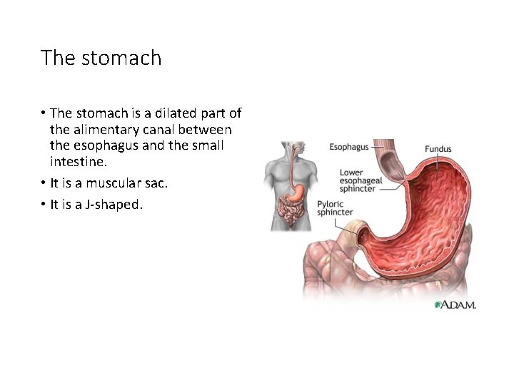 The stomach • The stomach is a dilated part of the alimentary canal between