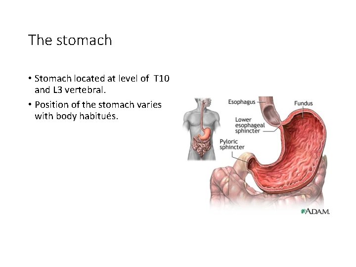 The stomach • Stomach located at level of T 10 and L 3 vertebral.
