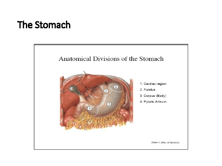 The Stomach 