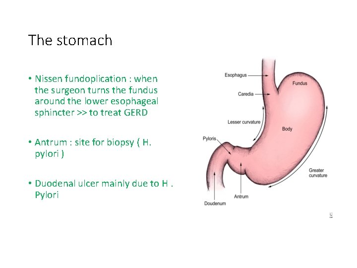 The stomach • Nissen fundoplication : when the surgeon turns the fundus around the