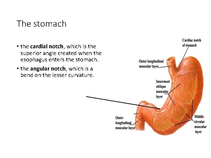 The stomach • the cardial notch, which is the superior angle created when the