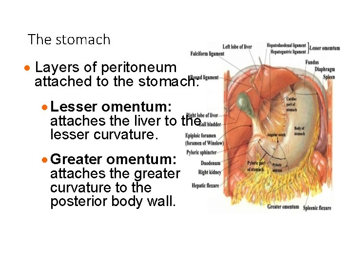 The stomach · Layers of peritoneum attached to the stomach: · Lesser omentum: attaches