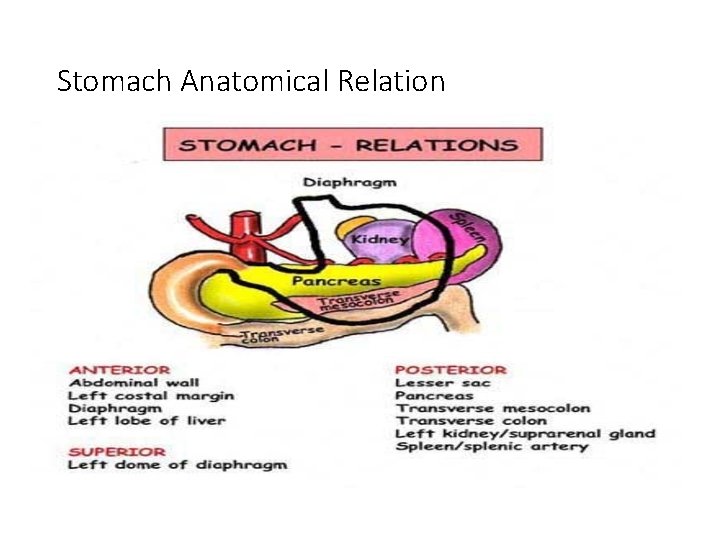 Stomach Anatomical Relation 