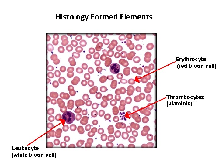 Histology Formed Elements Erythrocyte (red blood cell) Thrombocytes (platelets) Leukocyte (white blood cell) Photos