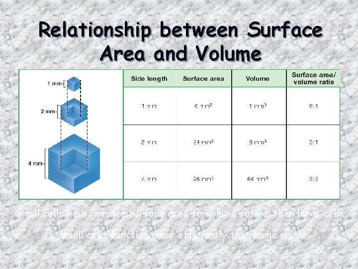 Relationship between Surface Area and Volume small cells have greater surface area-to-volume ratios than
