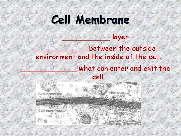 Cell Membrane ______ layer ______ between the outside environment and the inside of the