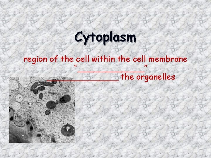 Cytoplasm region of the cell within the cell membrane “_______” _______ the organelles 