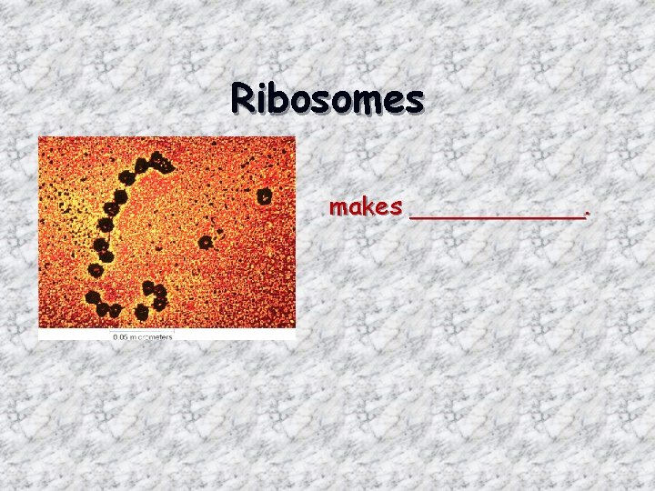 Ribosomes makes ______. 