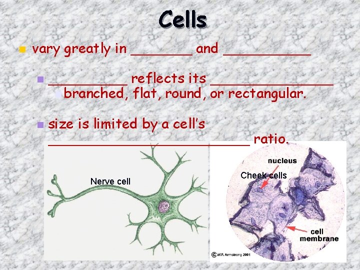 Cells n vary greatly in _______ and _____ n n _____ reflects its _______