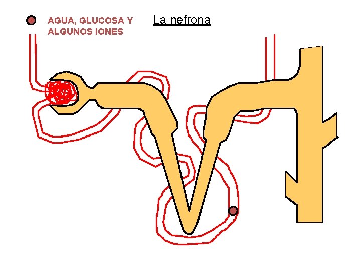 AGUA, GLUCOSA Y ALGUNOS IONES La nefrona 