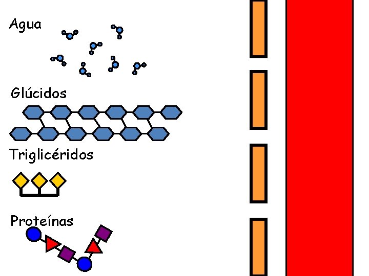 Agua Glúcidos Triglicéridos Proteínas 