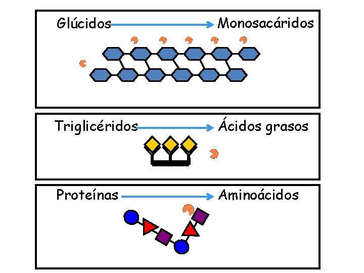 Glúcidos Monosacáridos Triglicéridos Ácidos grasos Proteínas Aminoácidos 