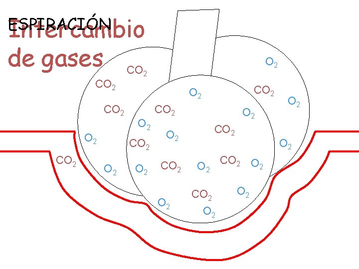 ESPIRACIÓN Intercambio de gases CO 2 O 2 CO 2 O 2 O 2