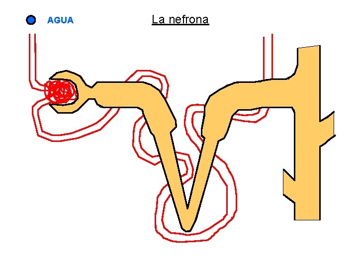 AGUA La nefrona 