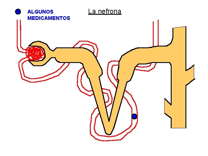 ALGUNOS MEDICAMENTOS La nefrona 