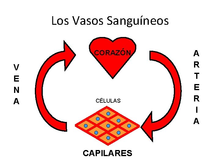 Los Vasos Sanguíneos CORAZÓN V E N A CÉLULAS CAPILARES A R T E