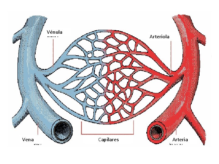Vénula Vena Arteriola VENA Capilares ARTÈRIA Arteria 