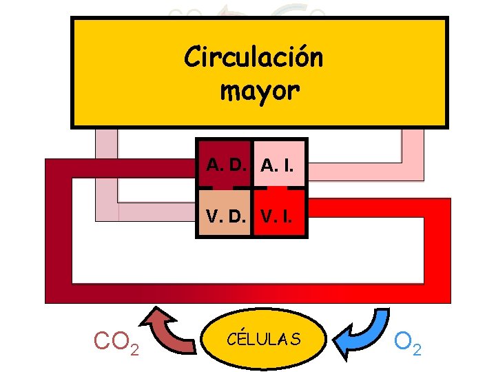 CO 2 Circulación mayor A. D. A. I. V. D. V. I. CO 2
