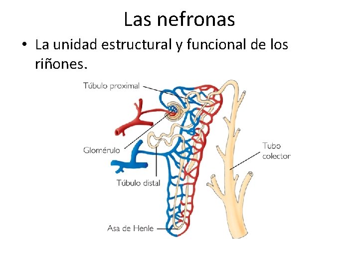 Las nefronas • La unidad estructural y funcional de los riñones. 