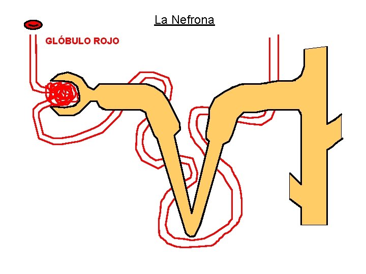 La Nefrona GLÓBULO ROJO 