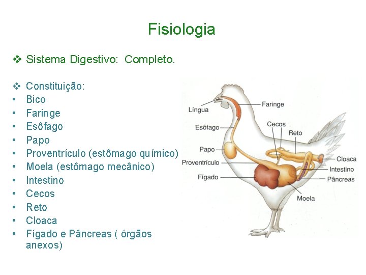 Fisiologia v Sistema Digestivo: Completo. v • • • Constituição: Bico Faringe Esôfago Papo