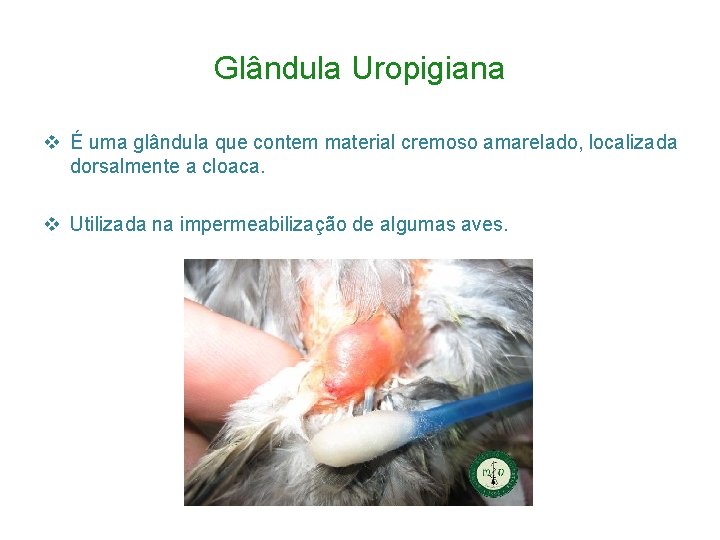 Glândula Uropigiana v É uma glândula que contem material cremoso amarelado, localizada dorsalmente a
