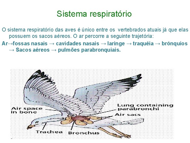 Sistema respiratório O sistema respiratório das aves é único entre os vertebrados atuais já