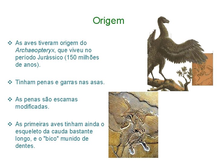 Origem v As aves tiveram origem do Archaeopteryx, que viveu no período Jurássico (150