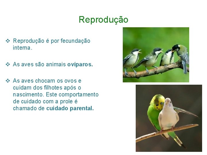 Reprodução v Reprodução é por fecundação interna. v As aves são animais ovíparos. v