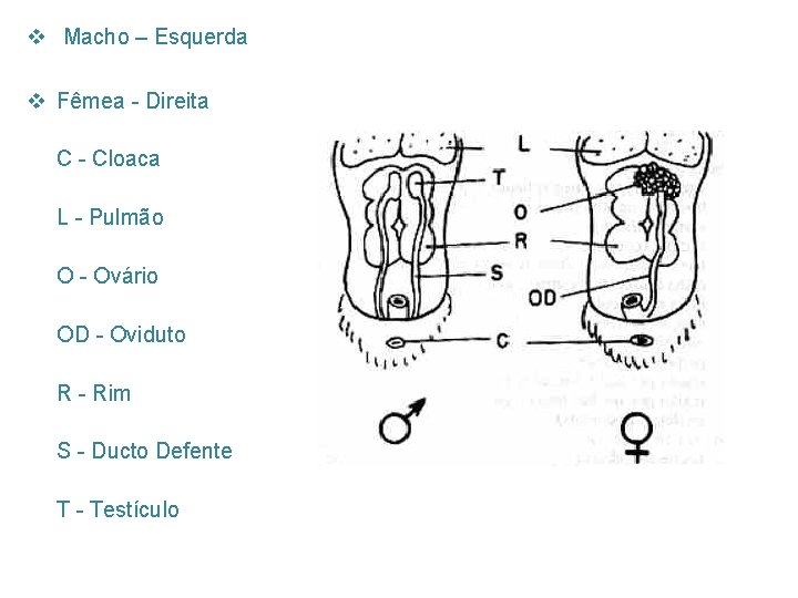 v Macho – Esquerda v Fêmea - Direita C - Cloaca L - Pulmão
