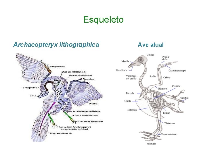 Esqueleto Archaeopteryx lithographica Ave atual 