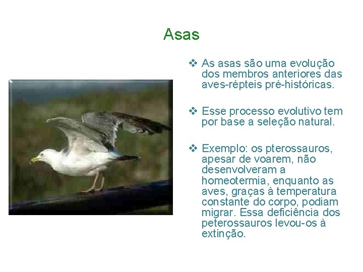 Asas v As asas são uma evolução dos membros anteriores das aves-répteis pré-históricas. v