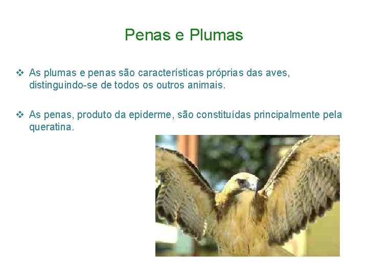 Penas e Plumas v As plumas e penas são características próprias das aves, distinguindo-se