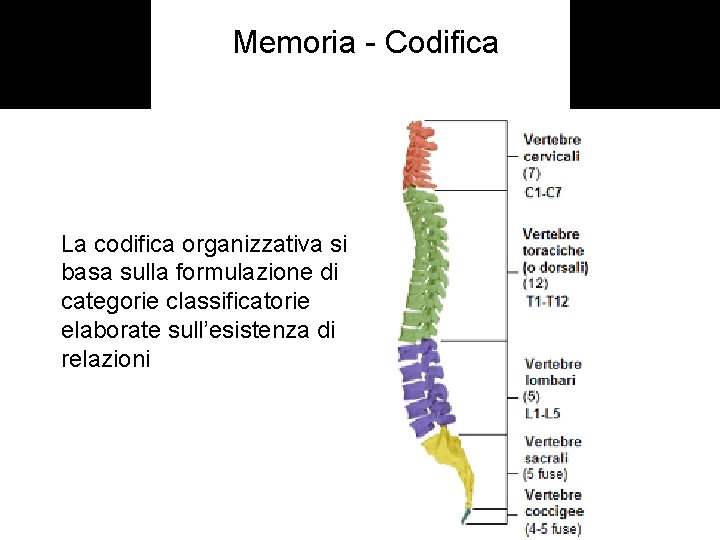 Memoria - Codifica La codifica organizzativa si basa sulla formulazione di categorie classificatorie elaborate