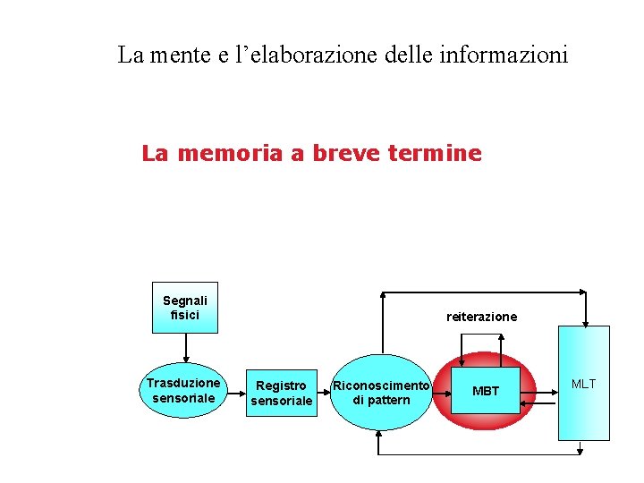 La mente e l’elaborazione delle informazioni La memoria a breve termine Segnali fisici Trasduzione