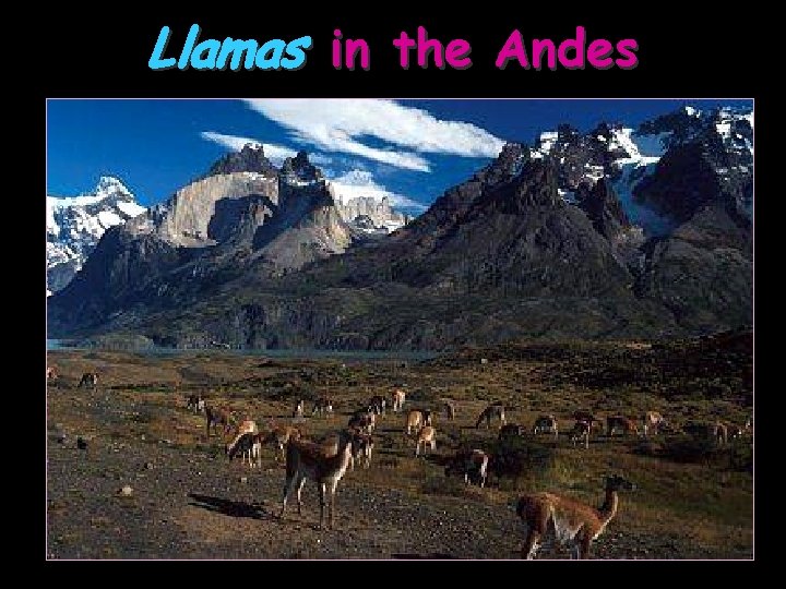 Llamas in the Andes 